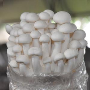 22白玉n菇菌包海鲜菇食用菌蘑菇阳台趣味家庭养殖种植农产品蘑菇