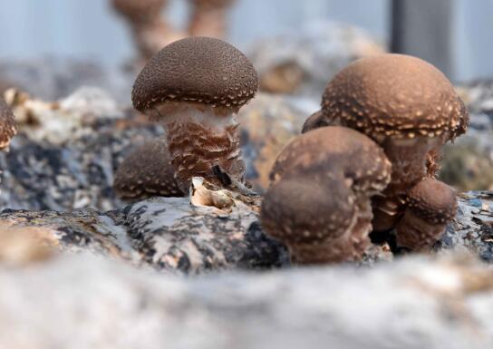 碱老板变身蘑菇哥村民种植食用菌投资额达一千万元