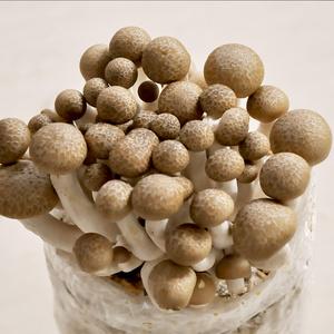 22海鲜菇蟹味菇菌包大袋装蘑菇种植包家庭阳台室内e食用菌棒养殖